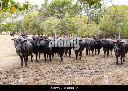 Schwarze Rinder in der Nähe von Karridale, Margaret River Region, Shire of Augusta in der Südwestaustralischen Region Stockfoto