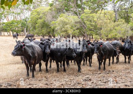 Schwarze Rinder in der Nähe von Karridale, Margaret River Region, Shire of Augusta in der Südwestaustralischen Region Stockfoto