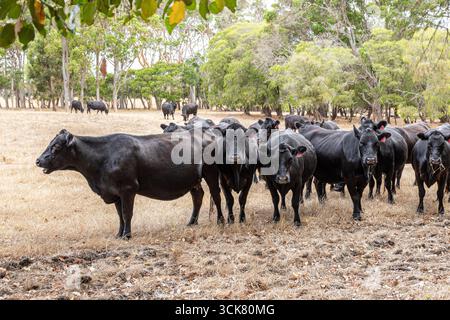 Schwarze Rinder in der Nähe von Karridale, Margaret River Region, Shire of Augusta in der Südwestaustralischen Region Stockfoto