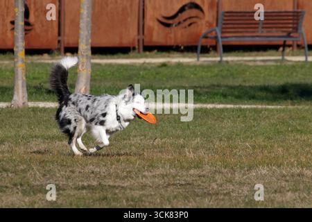 Ein glücklicher Border Collie läuft durch den Park und fängt an einem sonnigen Tag eine Frisbee. Stockfoto