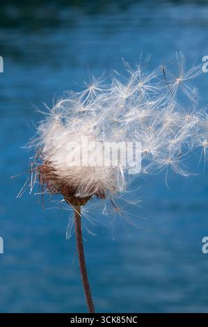 Kriechende Thistle Cirsium Arvense Samendispergierung Stockfoto