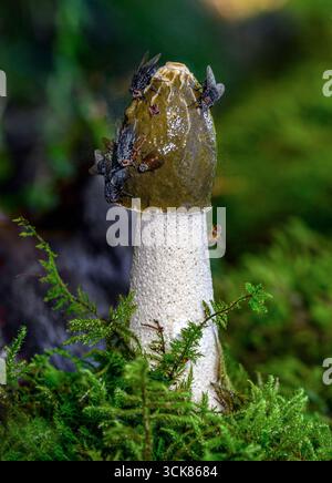 Stinkhorn (Phallus impudicus), reifes Exemplar. Foto aus Hidra im Südwesten Norwegens im September. Stockfoto