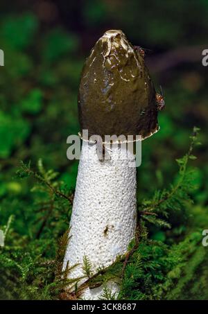 Stinkhorn (Phallus impudicus), reifes Exemplar. Foto aus Hidra im Südwesten Norwegens im September. Stockfoto