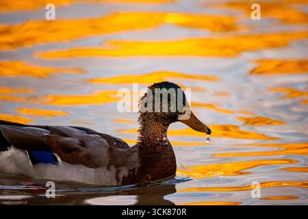 Eine fesselnde Nahaufnahme einer männlichen Stocke in den Lagunen von Ruidera. Ein Wassertropfen tropft aus seinem Schnabel, perfekt eingerahmt von der warmen, Stockfoto