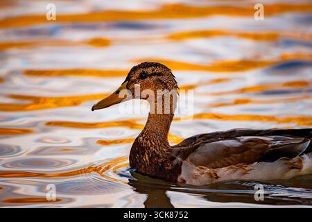 Eine Nahaufnahme auf Augenhöhe einer männlichen Stockenten, die direkt auf den Betrachter in den Lagunen von Ruidera schwimmt. Stockfoto