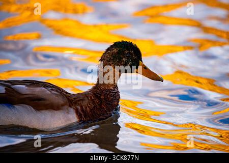 Ein ruhiges Seitenprofil einer männlichen Stockentenente, die auf der Wasseroberfläche in den Lagunen von Ruidera ruht. Das goldene Sonnenlicht reflektiert auf den Wellen Stockfoto
