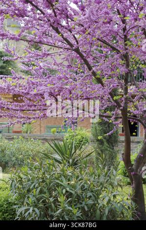 Nahaufnahme von violett blühenden Cercis Siliquastrum Pflanze im Kaukasus Stockfoto