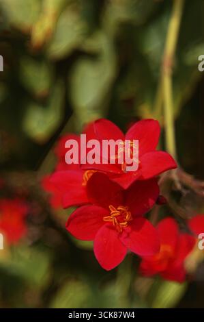 Tropischen Baum mit roten Blüten blühen Stockfoto