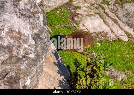 Steinhyrax, auch Dassie genannt, Cape hyrax, Felsenkaninchen und coney, ist ein mittelgroßes Landsäugetier, das in Afrika beheimatet ist Stockfoto