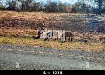 Warzenschweine, die aus dem Busch am Straßenrand grasen, Gefahr für den Verkehr Stockfoto