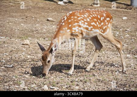 Nahaufnahme Foto schönes junges Reh in zoo Stockfoto