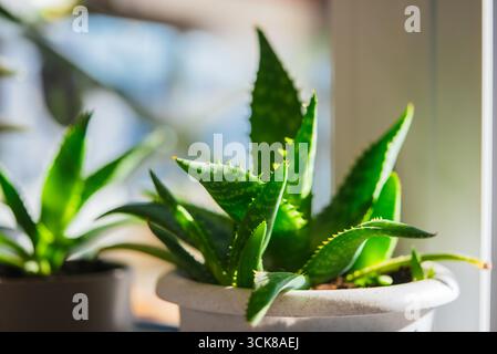 Kleine Aloe-Vera-Pflanze, die in einem weißen Topf auf einer sonnendurchfluteten Fensterbank gedeiht, sich im warmen Sonnenlicht sonnt, gesundes Wachstum fördert und potenzielle medizinische Vorteile bietet Stockfoto