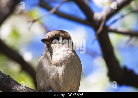 Schöne Nahaufnahme Foto des kleinen Baum-Spatz Stockfoto
