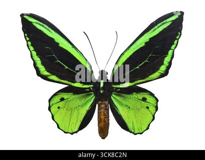 Wunderschöner tropischer Schmetterling Ornithoptera Priamus isoliert auf weißem Hintergrund Stockfoto