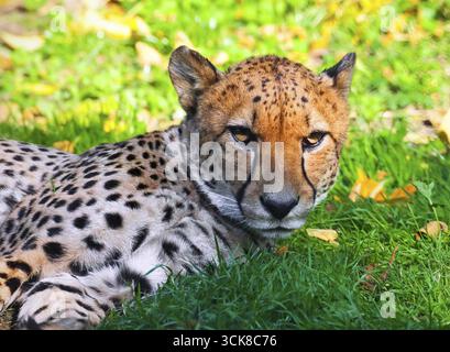 Schöne Nahaufnahmen Porträt des jungen anmutigen Geparden Stockfoto