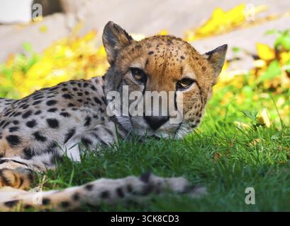 Schöne Nahaufnahmen Porträt des jungen anmutigen Geparden Stockfoto