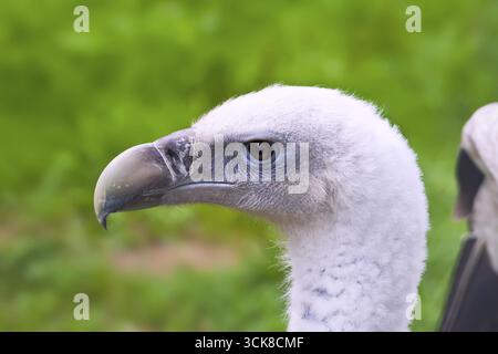 Closeup Portrait of White unterstützt Geier im freien Stockfoto