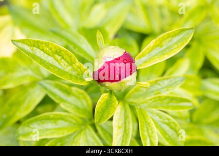 Paeonia Rote Charm Blume Stockfoto