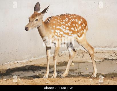 Nahaufnahme Foto schönes junges Reh in zoo Stockfoto