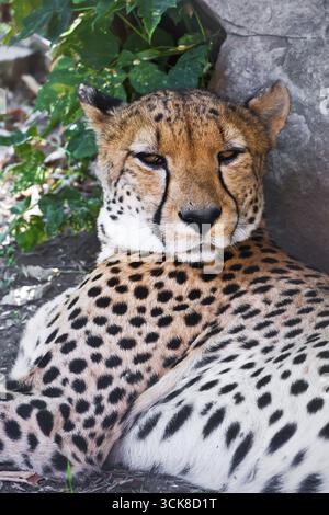 Schöne Nahaufnahmen Porträt des jungen anmutigen Geparden Stockfoto