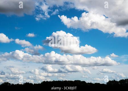 Weiße flauschige Cumuluswolken, die in einem blauen Himmel über Norfolk schweben. Stockfoto