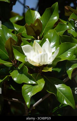 Eine große weiße Magnolienblüte in voller Blüte, umgeben von glänzenden, dunkelgrünen Blättern. Vertikale Nahaufnahme eines Magnolienzweigs. Stockfoto