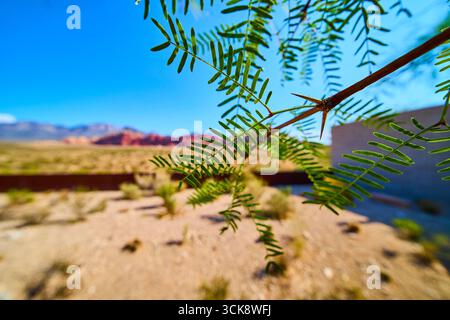 Desert Plant Branch mit grünen Blättern und Dornen im Fokus Red Rock Mountains verschwimmen Stockfoto