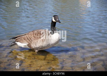 Einsame Kanadische Gänse, die nach der Migration im flachen Wasser des Sees in Großbritannien steht. Wasservogelporträt Stockfoto