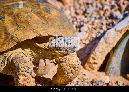 Wüstenschildkröte aus nächster Nähe in Rocky Habitat mit Sonnenlicht und detaillierter Shell Textur Stockfoto