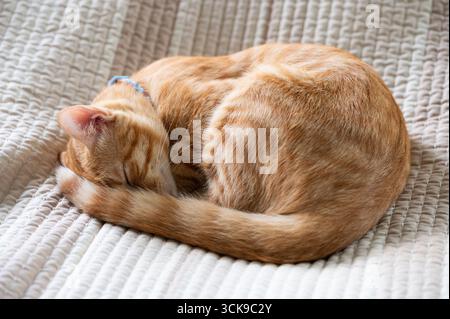 Die verschlafene orangene Katze kuschelt sich auf einer weichen Decke zu einem engen Ball und genießt einen ruhigen Moment der Ruhe und des Komforts. Stockfoto