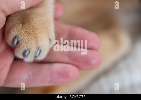 Weiche Katzenpfote und menschliche Handberührung, die die zärtliche Verbindung zwischen Haustieren und ihren Besitzern in gemütlicher Umgebung festhält. Stockfoto