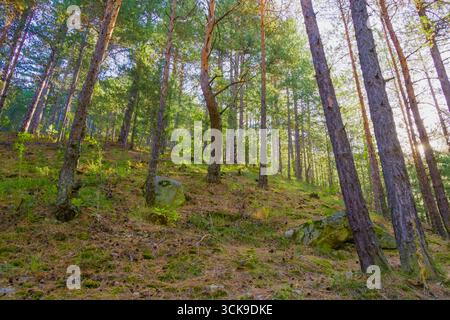 Kiefernwald am Hügel mit hohen Bäumen, verstreuten moosigen Felsen und Sonnenlicht, das durch Äste filtert. Friedliche Waldlandschaft, die Harmonie symbolisiert, Stockfoto