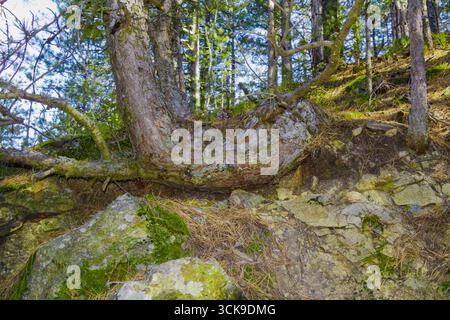 Kiefer, der seitlich am felsigen Hang wächst, mit in Steinen verankerten Wurzeln. Starkes Symbol für Widerstandsfähigkeit, Überleben und Anpassung in der Natur. Perfekt für Stockfoto