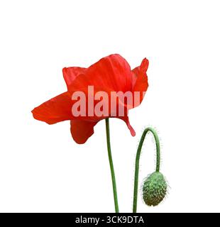 Einzelne rote Mohnblume mit Stiel und ungeöffneter grüner Knospe isolierter Ausschnitt auf weißem Hintergrund. Einfaches Blumenelement für botanisches, dekoratives oder desi Stockfoto