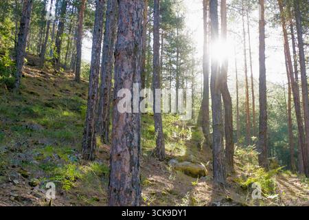 Am frühen Morgen strömt Sonnenlicht durch einen dichten Kiefernwald und wirft warme Strahlen über den Hügel mit Moos, Felsen und frischem Grün. Friedliche Woodla Stockfoto