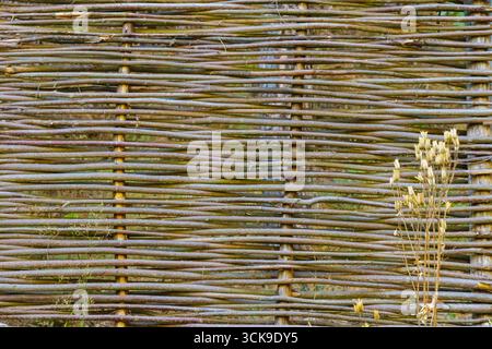 Detaillierte Nahaufnahme eines rustikalen gewebten Holzzauns aus dünnen Ästen, mit natürlichen Mustern und Texturen mit einer kleinen Trockenpflanze im Vordergrund. Stockfoto