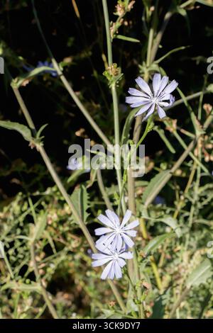 Nahaufnahme von wilden Zichorienblüten (Cichorium intybus) mit blassblauen Blüten, die auf hohen grünen Stielen auf einer Sommerwiese unter natürlichem Sonnenlicht wachsen. Usefu Stockfoto