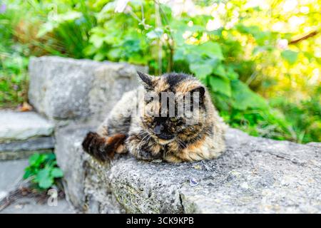 Castletown Isle of man 08,05,2023 Cat liegt auf einer Steinmauer. Die Katze ist schwarz-weiß mit einem braunen Fleck auf dem Kopf Isle of man - Stockfoto