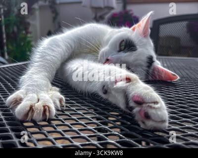 Douglas, Isle of man 08,05,2023 Weiße Katze mit schwarzen Flecken liegt auf einem Tisch. Die Katzenpfoten sind sichtbar und es ist entspannt und bequem Isle of man Stockfoto