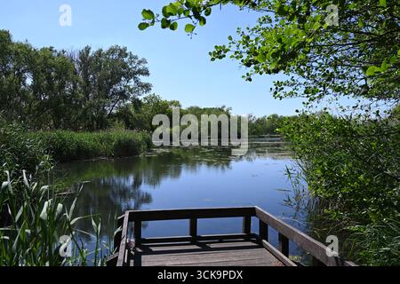 Wooden viewing platform overlooking a tranquil lake surrounded by reeds and trees on a sunny day, Bedford, England Stockfoto