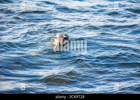 Port Erin, Isle of man 08,05,2023 Seal schwimmt im Meer. Das Wasser ist blau und ruhig. Das Siegel blickt auf die Kamera Isle of man. Stockfoto