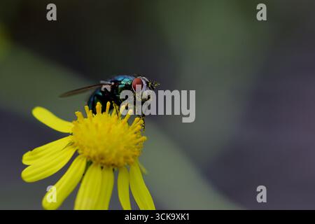Seitenprofil einer grünen Flaschenfliege, die auf Ragkraut-Verbundblume thront, Pollenkörner auf Gesicht und Beinen, Makronaht vor weichem grünem Hintergrund. Stockfoto