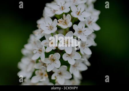 Schwanenhalsspitze mit kleinen weißen Blüten, Makronaht mit geringer Schärfentiefe vor dunklem Hintergrund, detaillierte botanische Textur. Stockfoto