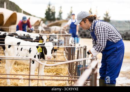 Erwachsener Besitzer eines Bauernhofs, der lächelt und Kälber streichelt. Rinderzucht, Tierpflege Konzept Stockfoto
