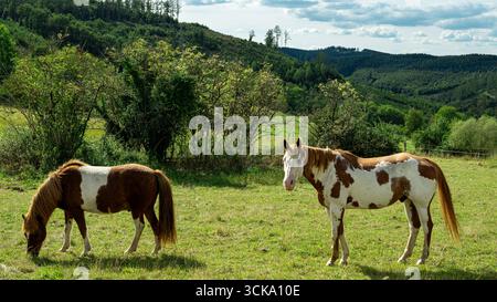 Zwei braune und weiße Pferde stehen und weiden auf einer Wiese mit Hügeln und Bäumen. Stockfoto
