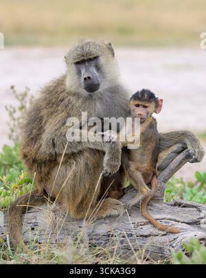 Gelber Pavian (Papio cynocephalus) weiblich mit Babys, Amboseli Nationalpark, Kenia. Stockfoto