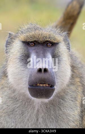 Gelber Pavian (Papio cynocephalus) männliches Porträt, Amboseli Nationalpark, Kenia. Stockfoto