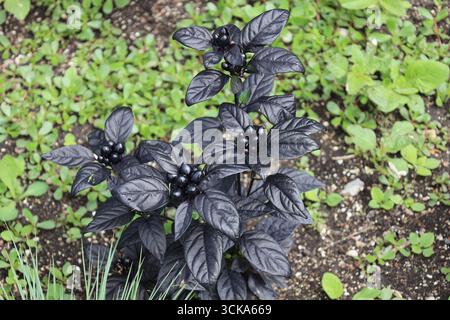 Nahaufnahme aller schwarzen Pflanzen mit schwarzen Blättern und Knospen Beeren Stockfoto