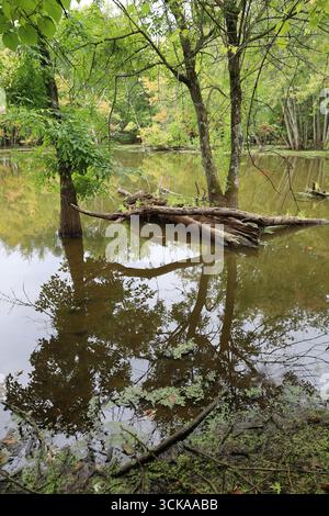 Hintergrund des Herbstsees mit Baumreflexionen auf vertikalem Wasserfoto Stockfoto