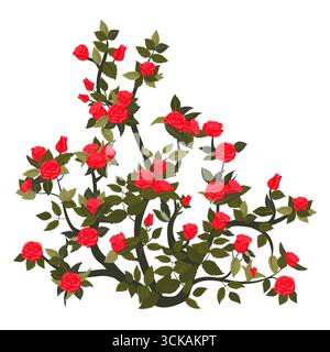 Hoher Busch mit blühenden roten Rosen. Vektorillustration isoliert auf weißem Hintergrund. Stock Vektor